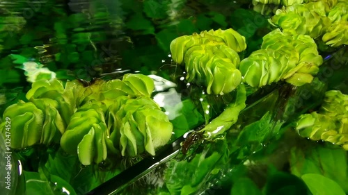 Closeup of aquatic plants in fresh water inside fish tank.