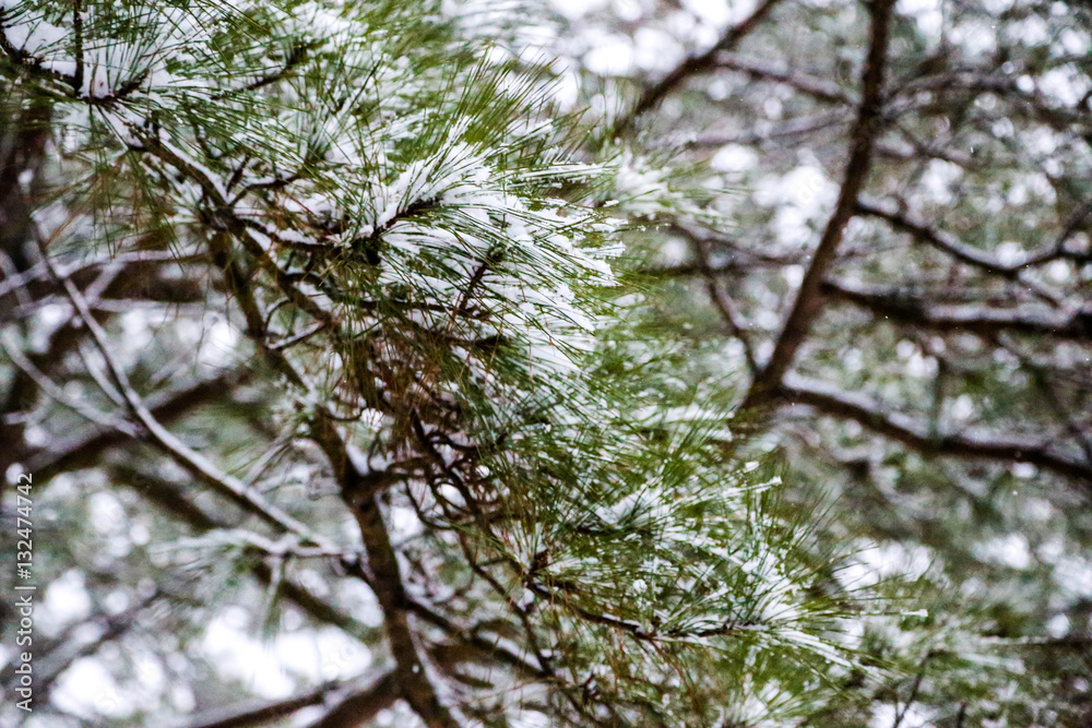 snow on the trees snow on the trees