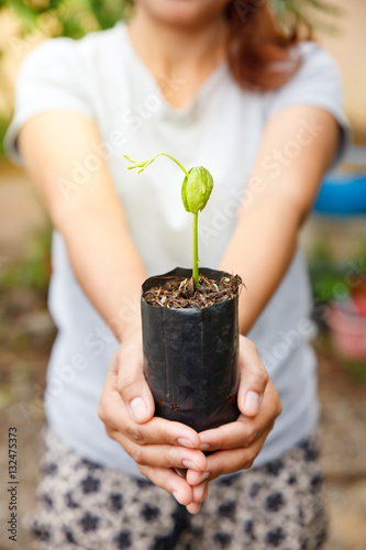 Woman hands holding plant over green natural background.