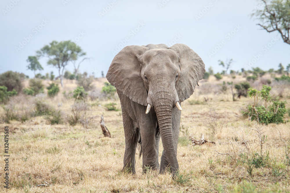 Elephant starring at the camera.
