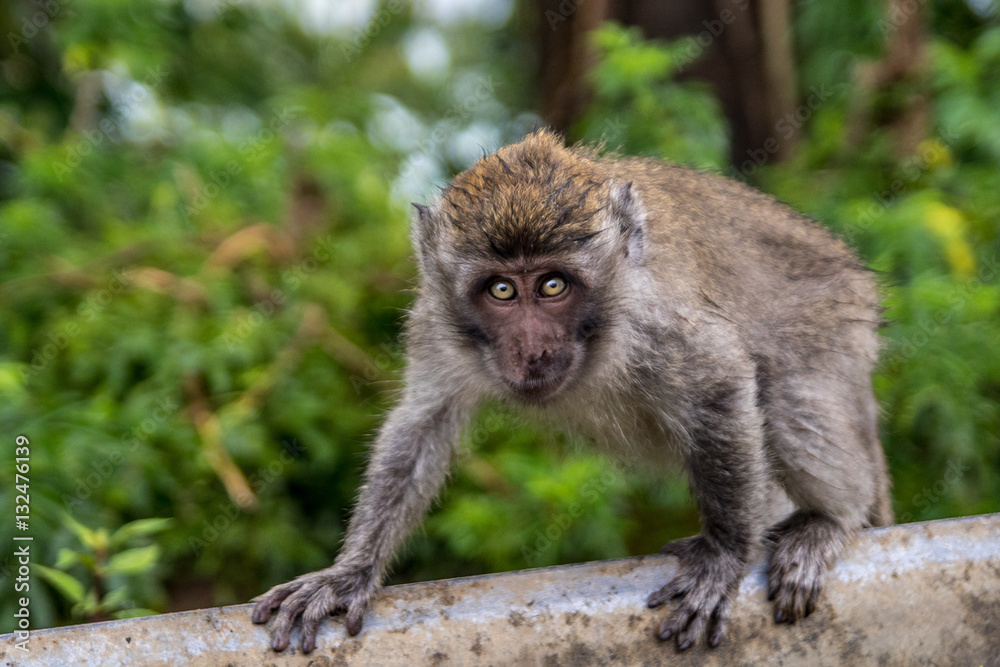 Monkey Monkey