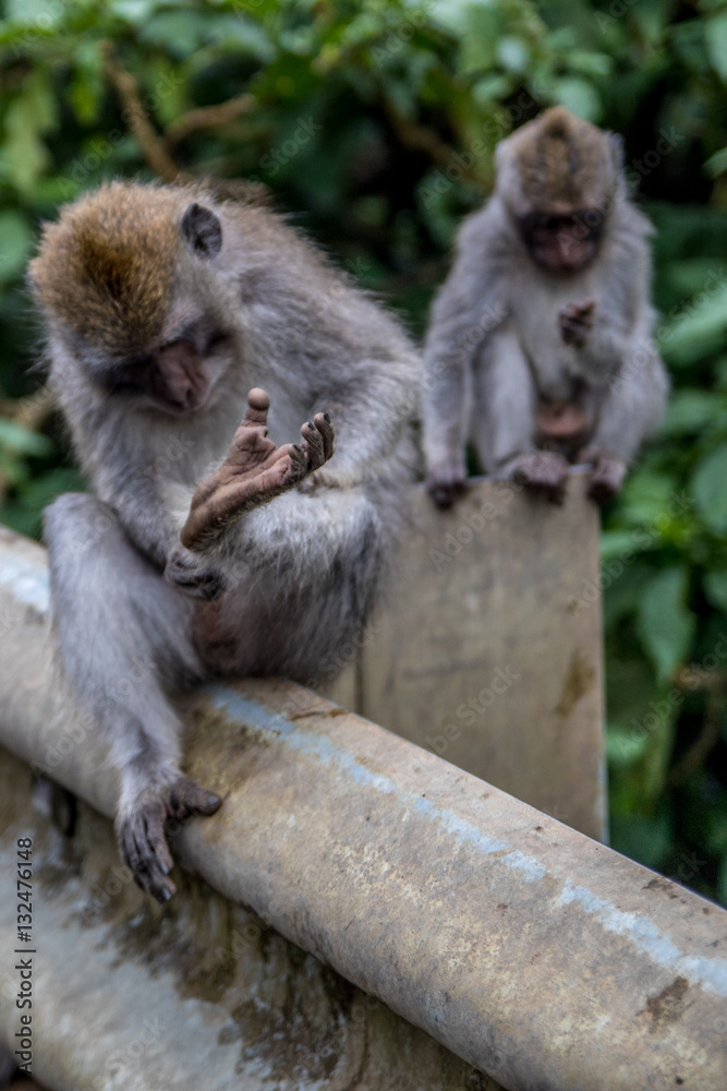 Fototapeta premium Monkeys cleaners