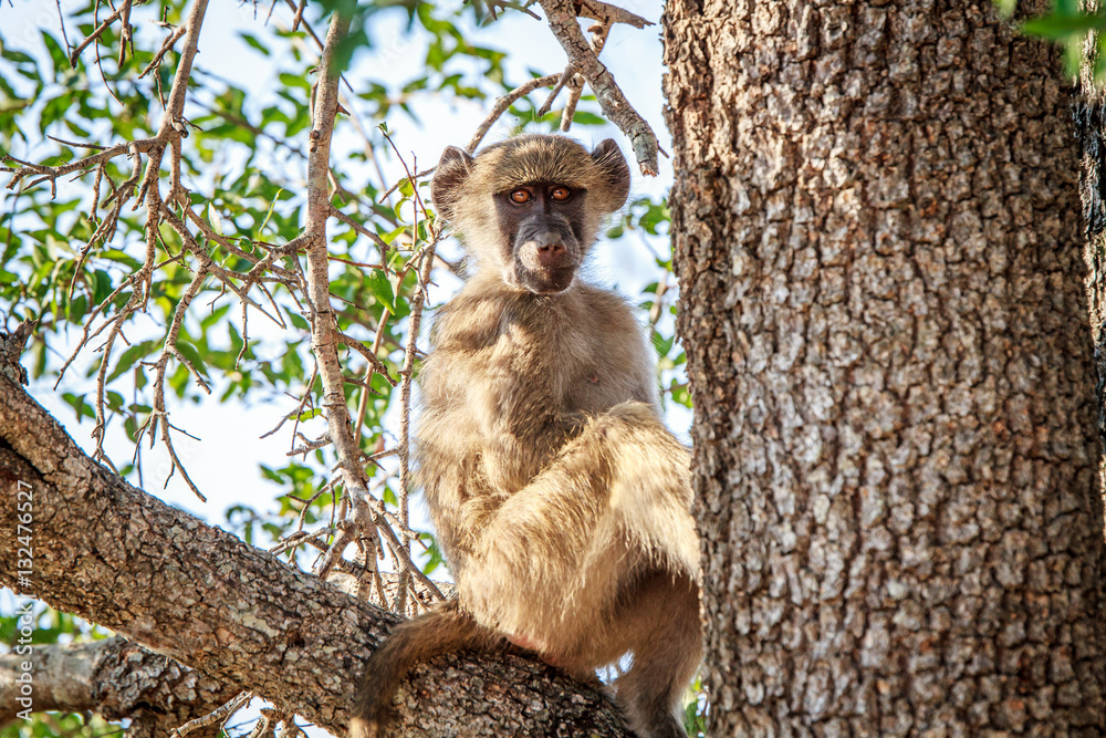 Young Baboon sitting in a tree.