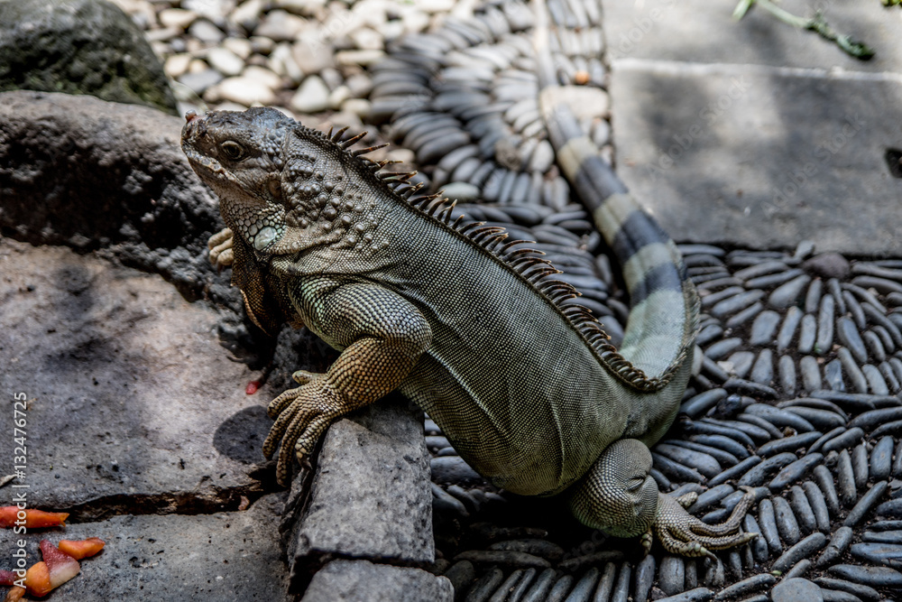Aligator Aligator