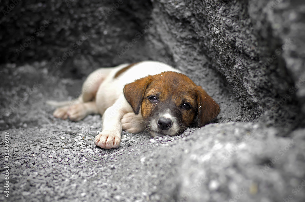 Homeless and hungry little dog abandoned stay at the hole Homeless and hungry little dog abandoned stay at the hole