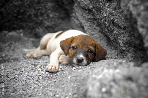 Fototapeta Naklejka Na Ścianę i Meble -  Homeless and hungry little dog abandoned stay at the hole