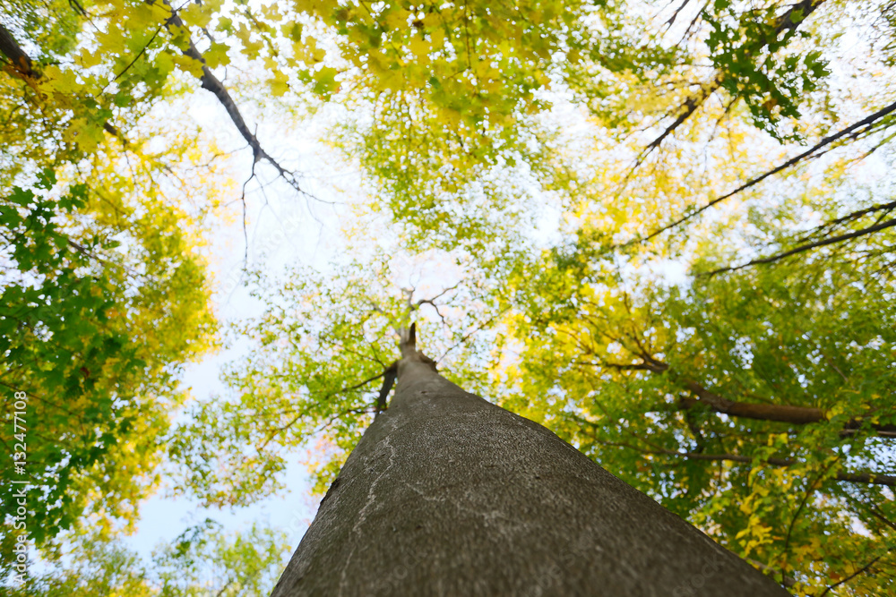 trees from below