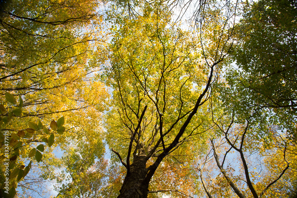 trees from below