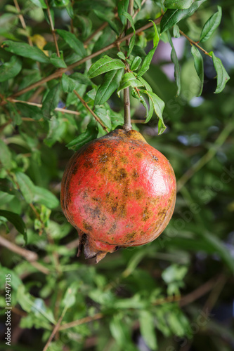 Ripe pomegranate fruit on tree.