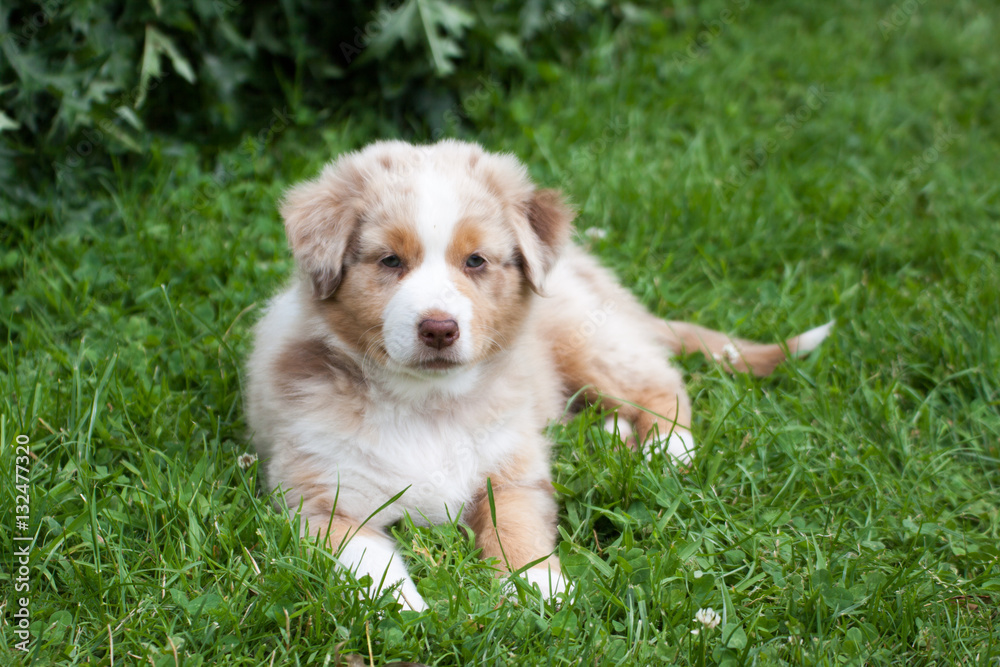 Bebe Berger Australien Sur Herbe Stock Photo Adobe Stock Bebe Berger Australien Sur Herbe Stock Photo Adobe Stock