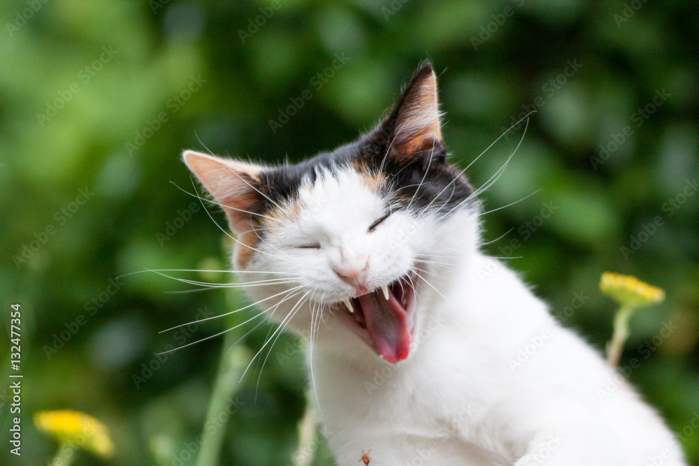 Fototapeta premium Carmen, le chat qui rit.