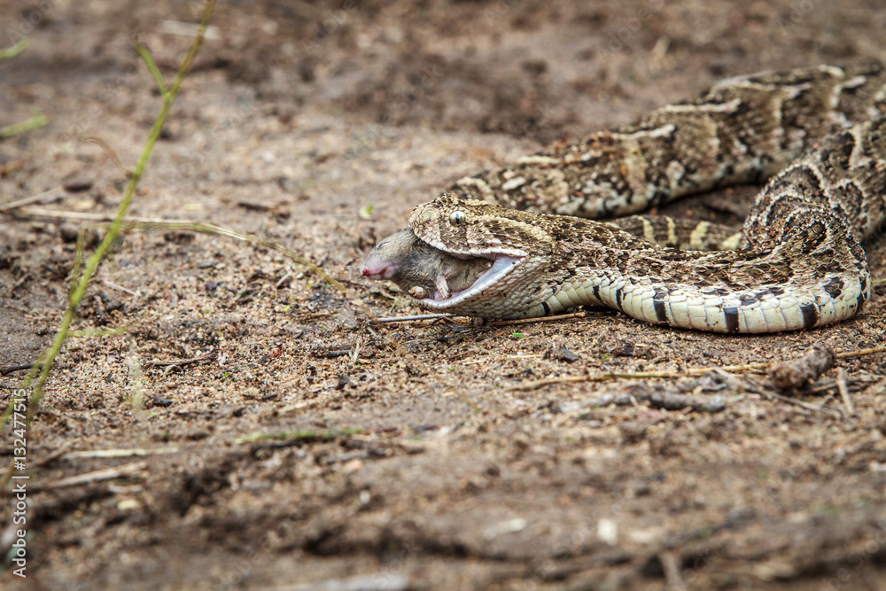Puff adder feeding on a mouse. Puff adder feeding on a mouse.