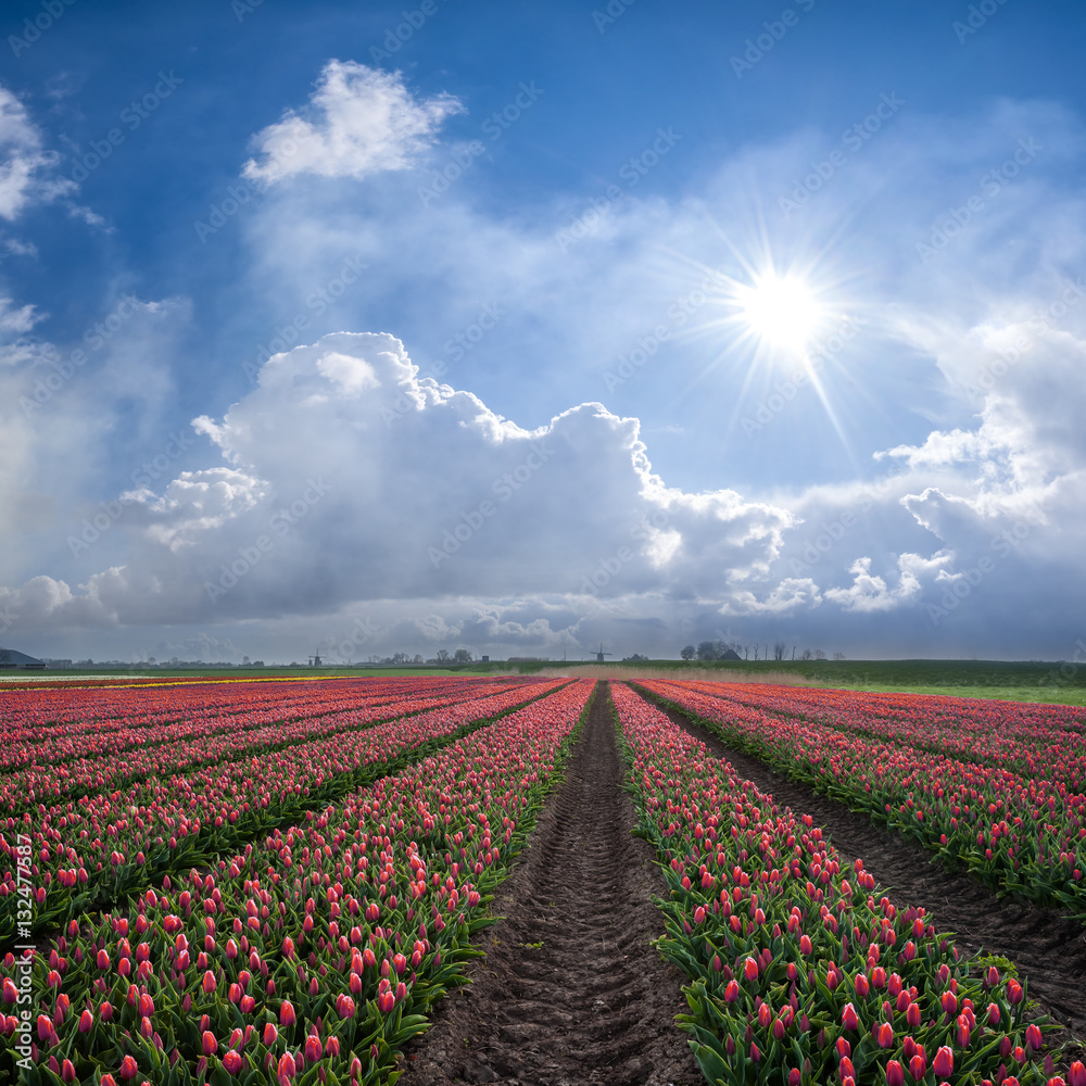 Spring Landscape with Red Tulips