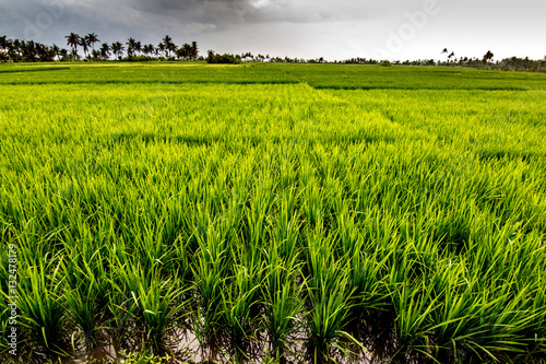 Fotografie Ricefield