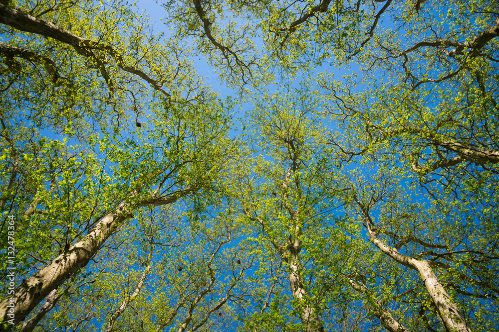 Beautiful spring trees on sky background Beautiful spring trees on sky background