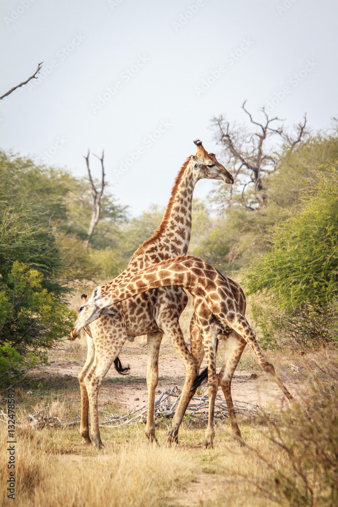 Obraz premium Two Giraffes fighting.