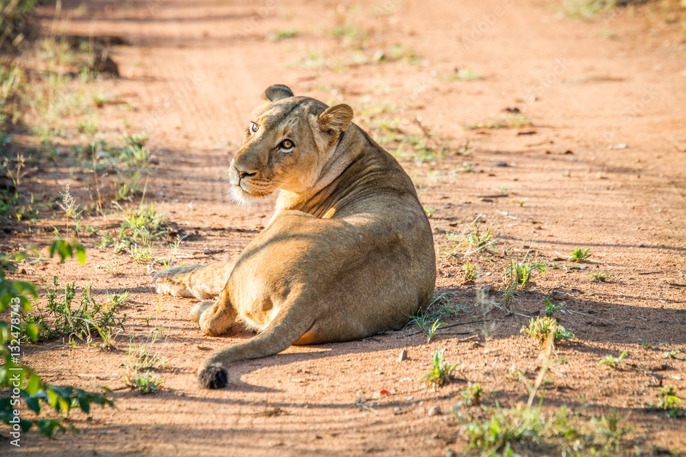 Naklejka premium Female Lion laying in the road.