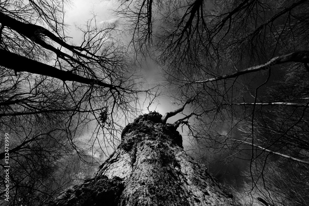 trees in black and white