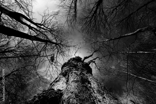 Obraz na płótnie trees in black and white w salonie