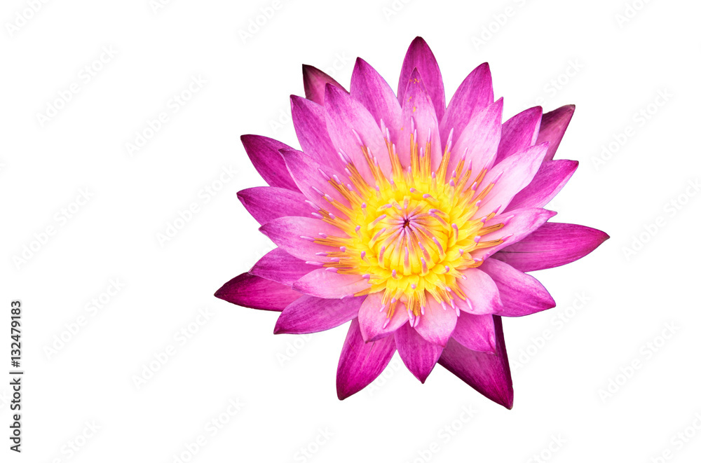 Purple lotus on white background. Pink lotus. isolate.