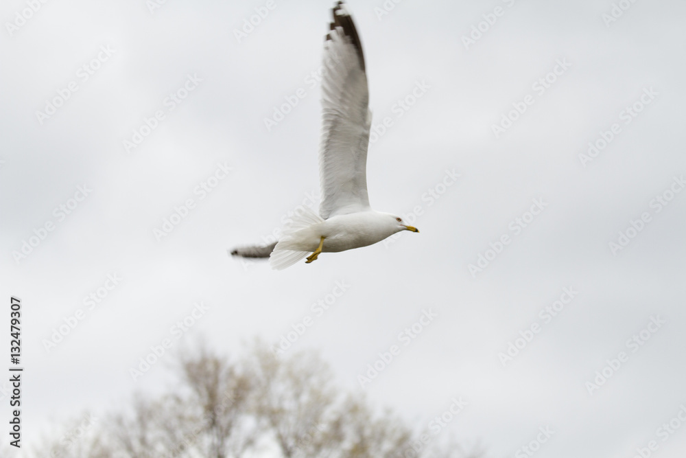 flying birds