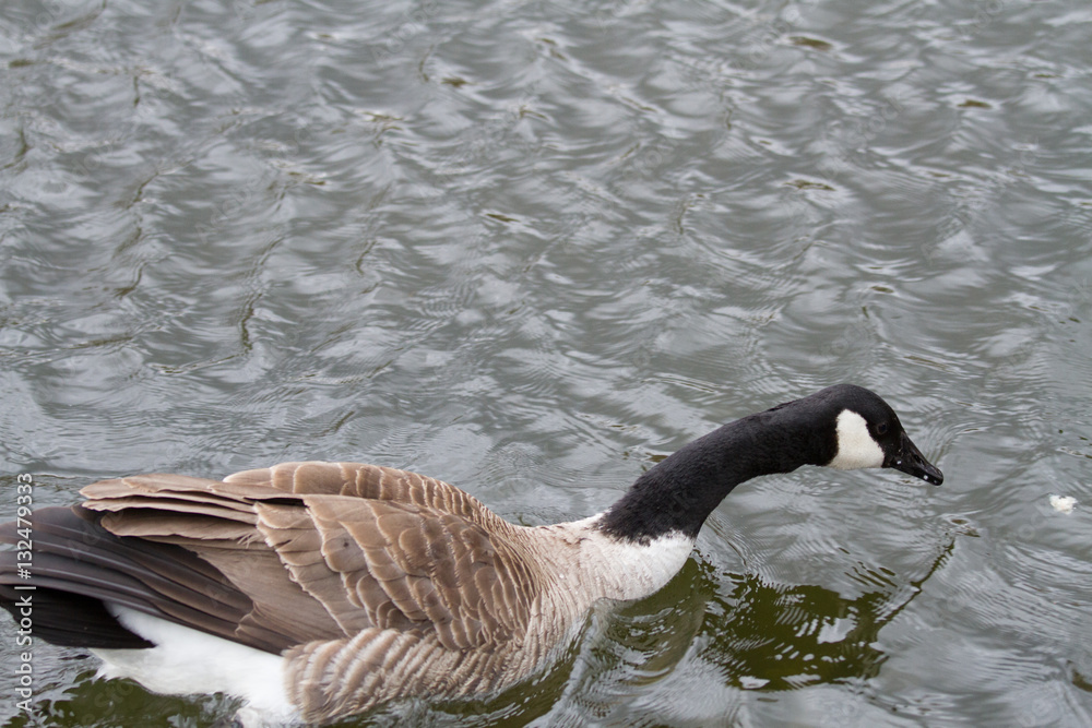 gooses