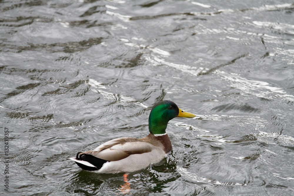 gooses