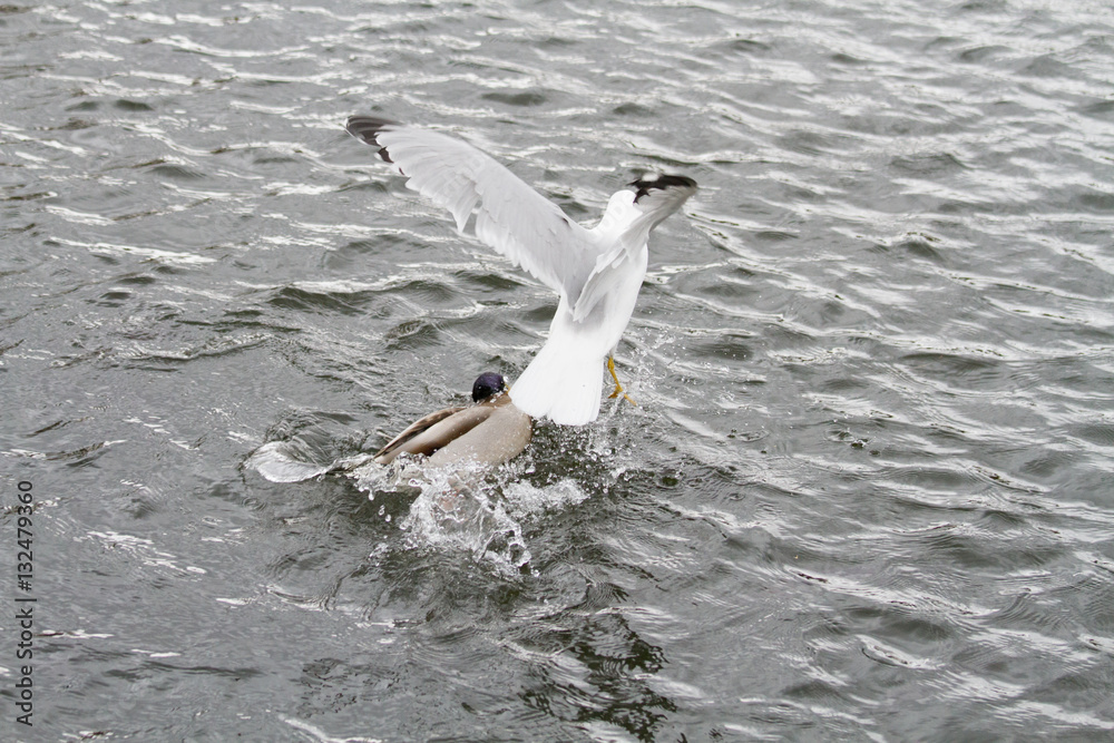 flying birds