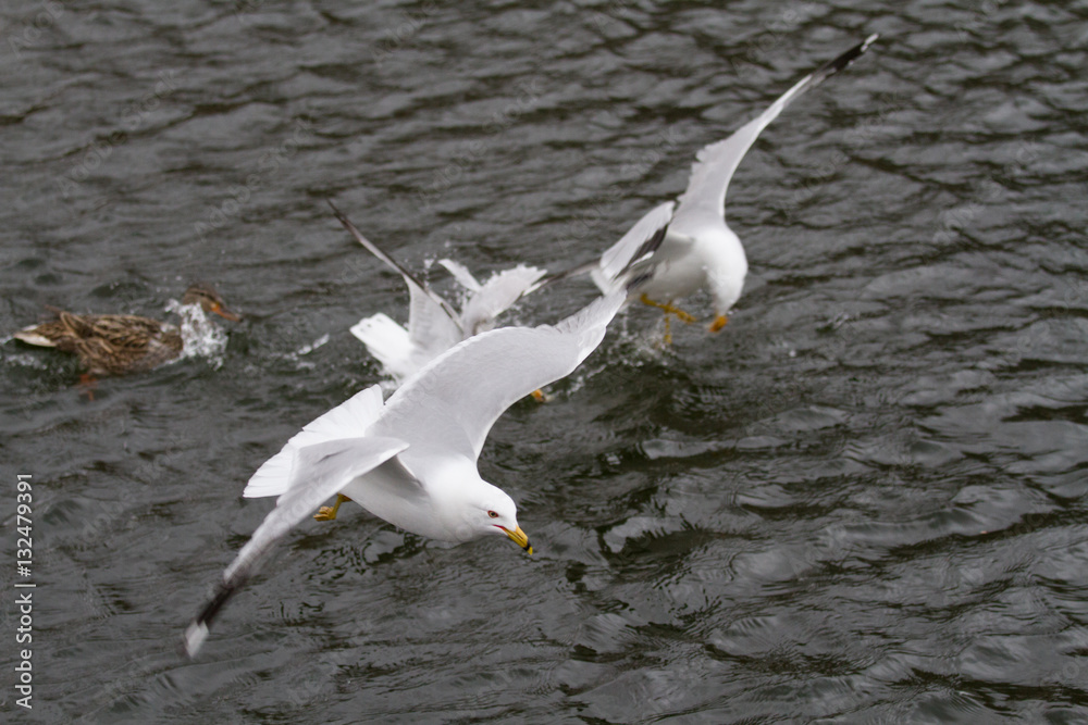 flying birds