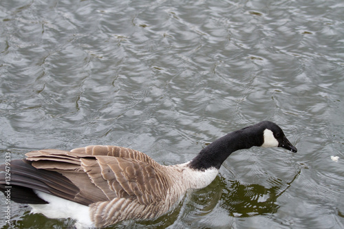 Obraz na płótnie gooses w salonie