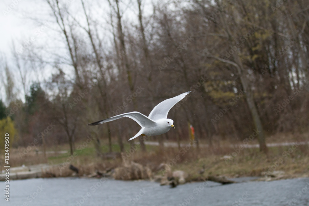flying birds
