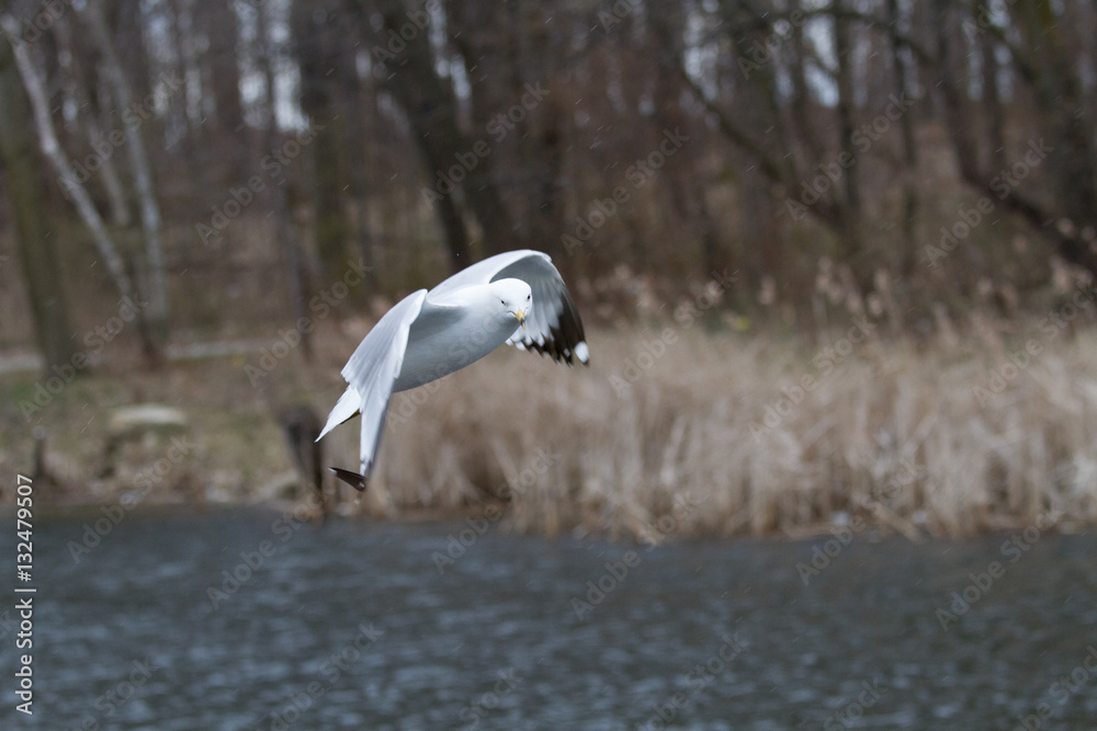 flying birds