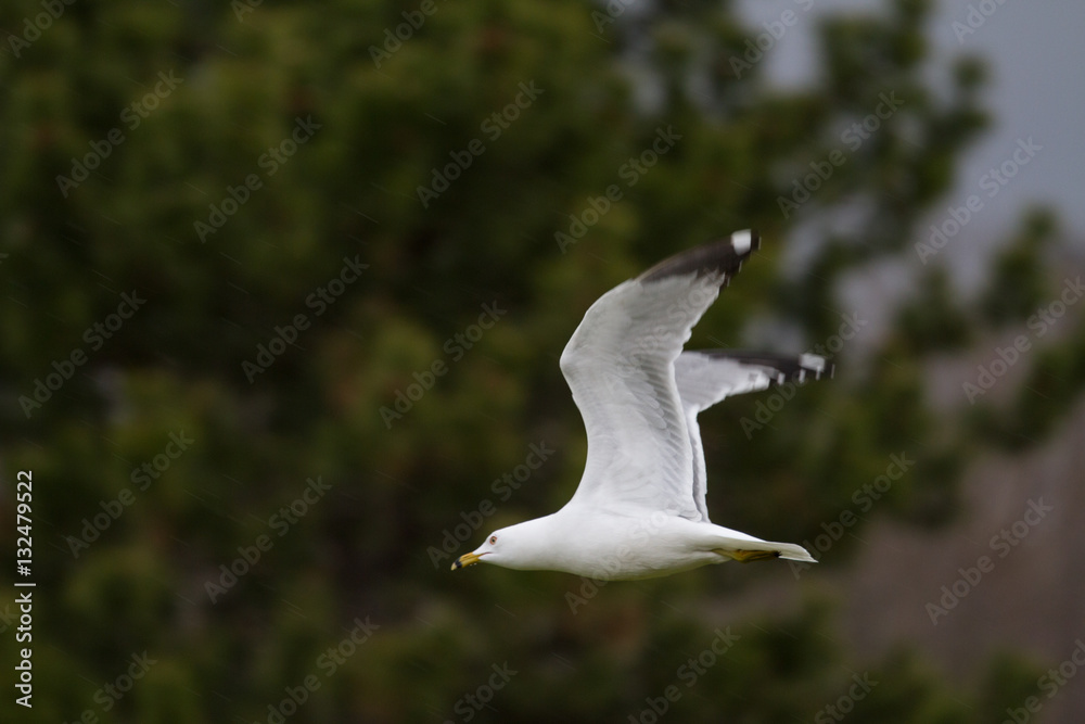 flying birds