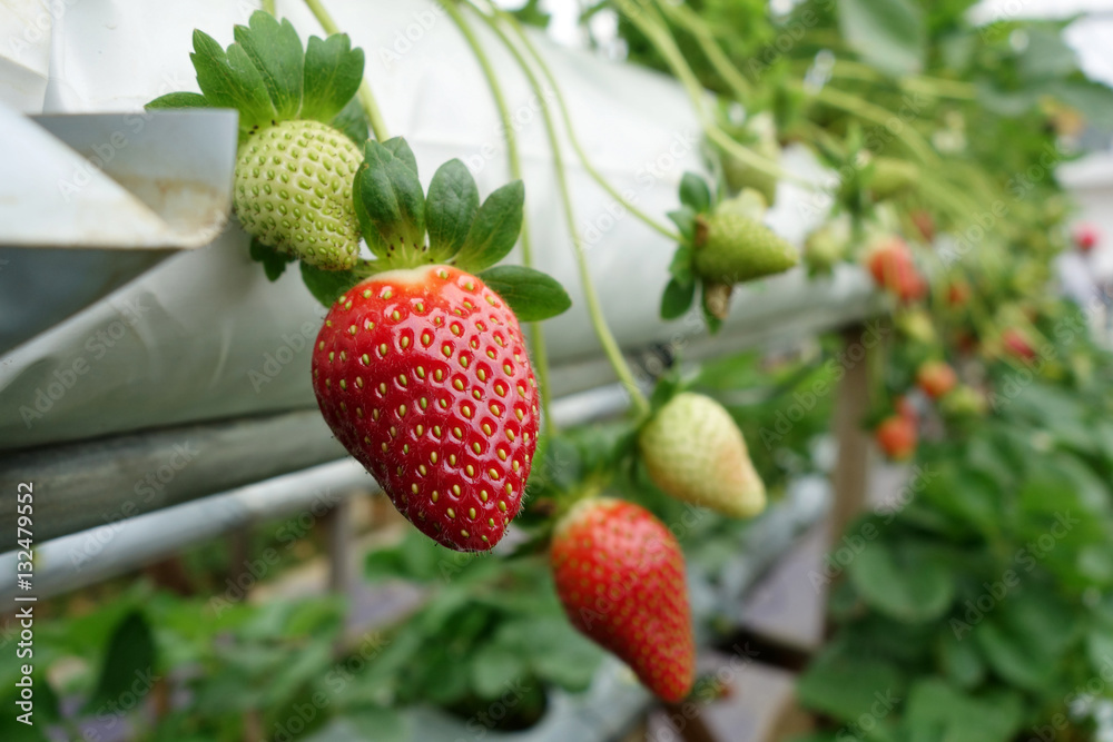 Fresh strawberries that are grown in greenhouses Fresh strawberries that are grown in greenhouses