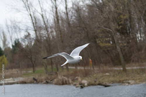 Obraz na płótnie flying birds w salonie