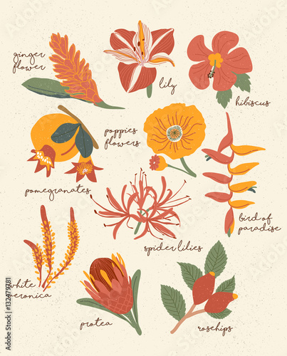 Flower Vector
