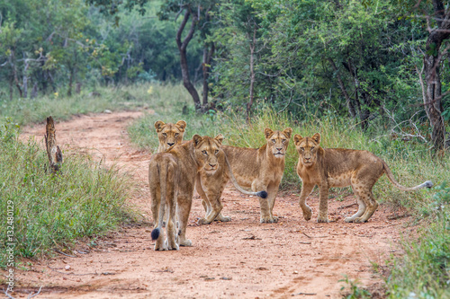 Four young Lions starring at the camera.
