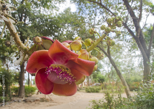 Sal,Shal, Sakhuwan,Sal Tree,Close up beautiful flower cannonball flower or Sal flower photo