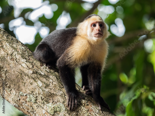 White-headed capuchin