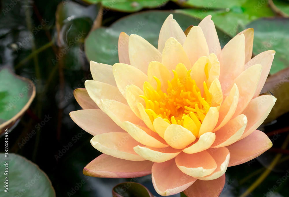 Closeup of beautyful old rose lotus flower