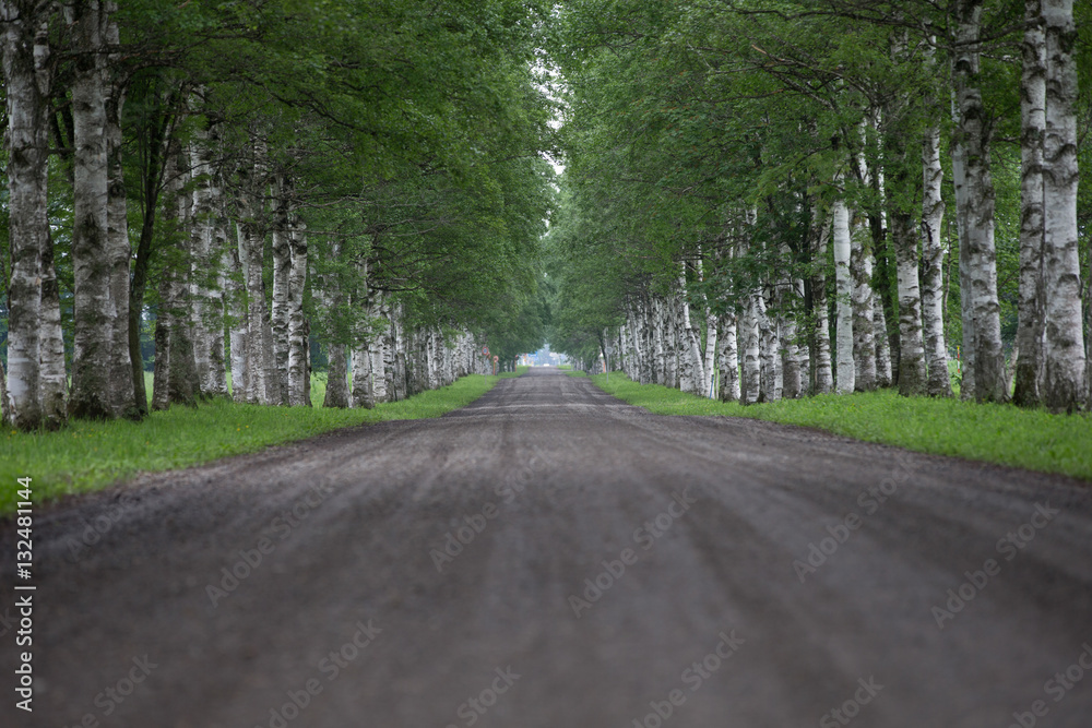 Obraz premium 白樺の並木道