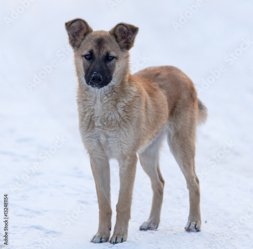 Dog in the snow in the winter © schankz