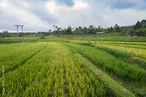 Bali Rice field  © PUTSADA