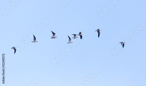 flock of birds in the sky © schankz