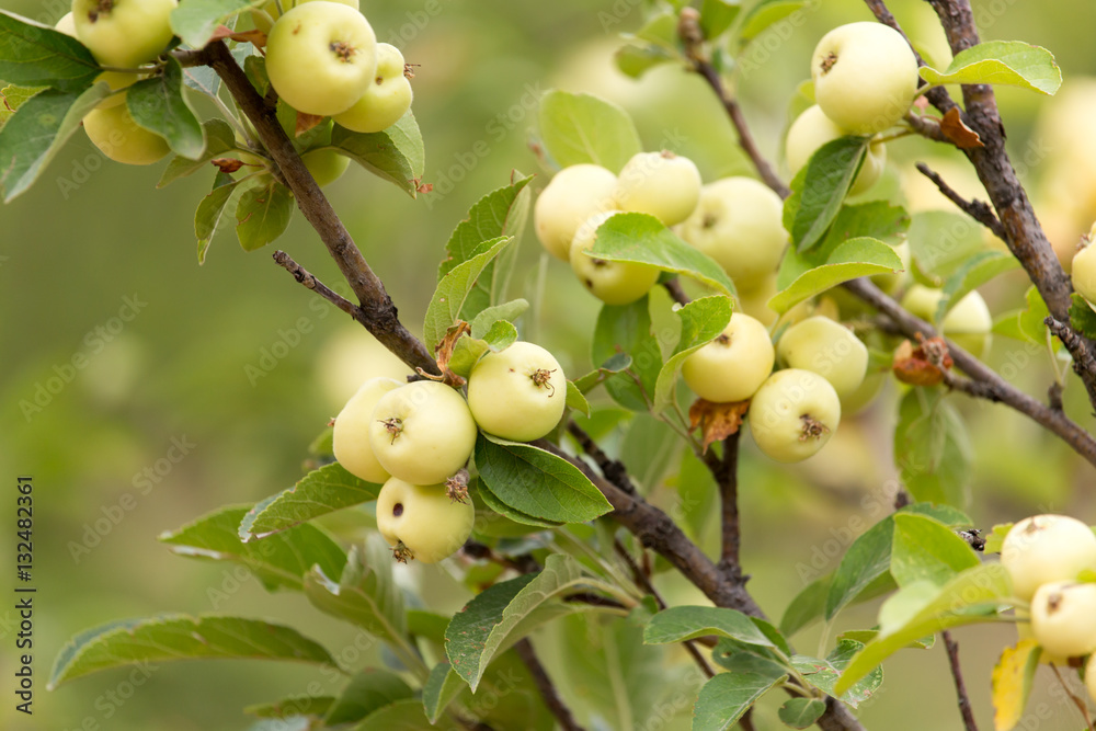 ripe apples on a tree branch in nature ripe apples on a tree branch in nature