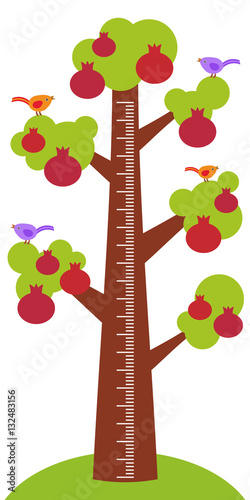 Big pomegranate tree with green leaves birds and ripe dark red garnet fruit on white background Children height meter wall sticker, kids measure. Vector