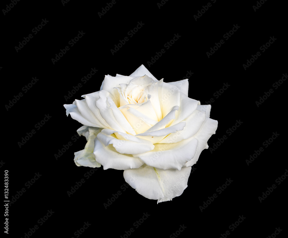 White Rose