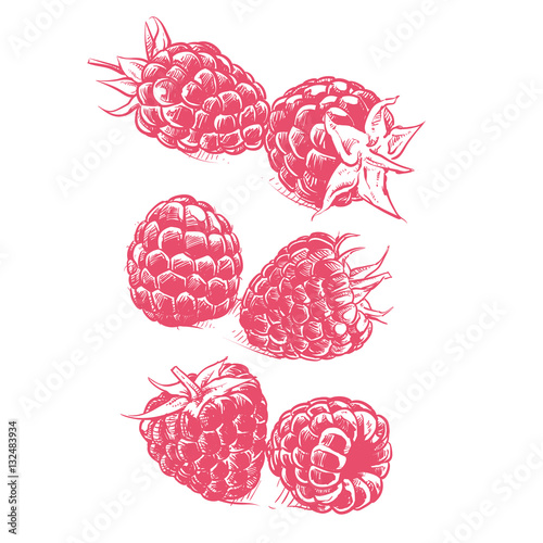 Raspberry drawing on white background, Hand drawn vector