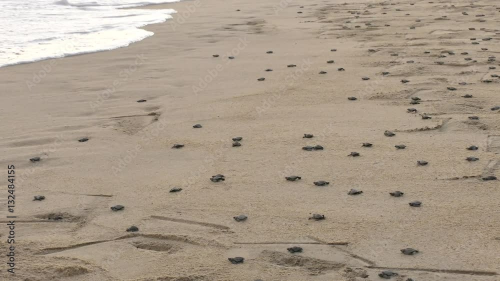 This video is about baby turtles marching to the sea This video is about baby turtles marching to the sea