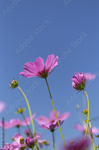 Pink Cosmos flower over clear blue sky in sunny day